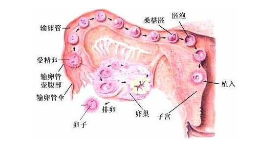 排卵期出血