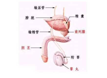 先天性双侧输精管缺如