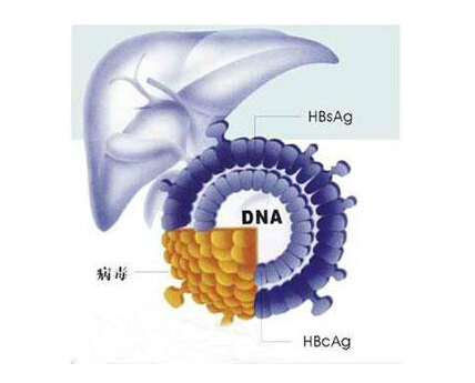乙肝表面抗原